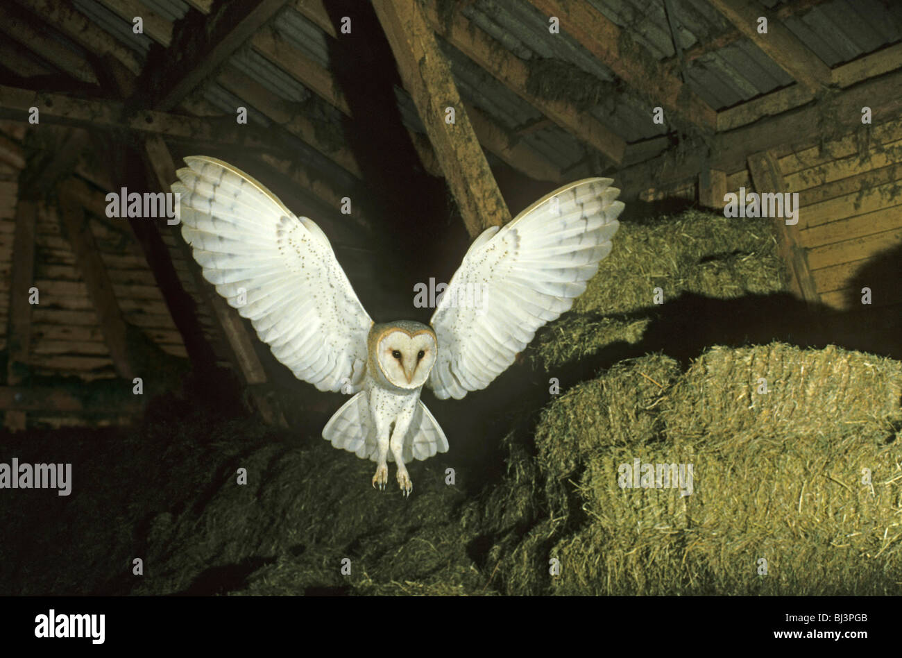 Barn Owl (Tyto alba) in flight in a barn Stock Photo