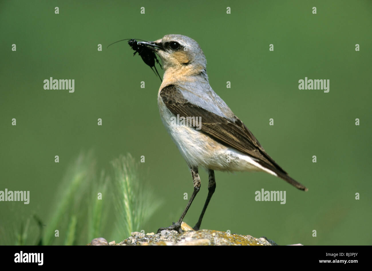 Northern Wheatear (Oenanthe oenanthe), female with food for its young, Hortobágy, Hungary, Europe Stock Photo