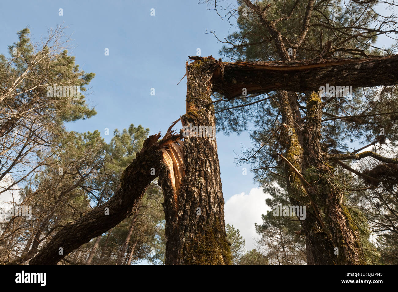Broken Pine tree after storm - France. Stock Photo