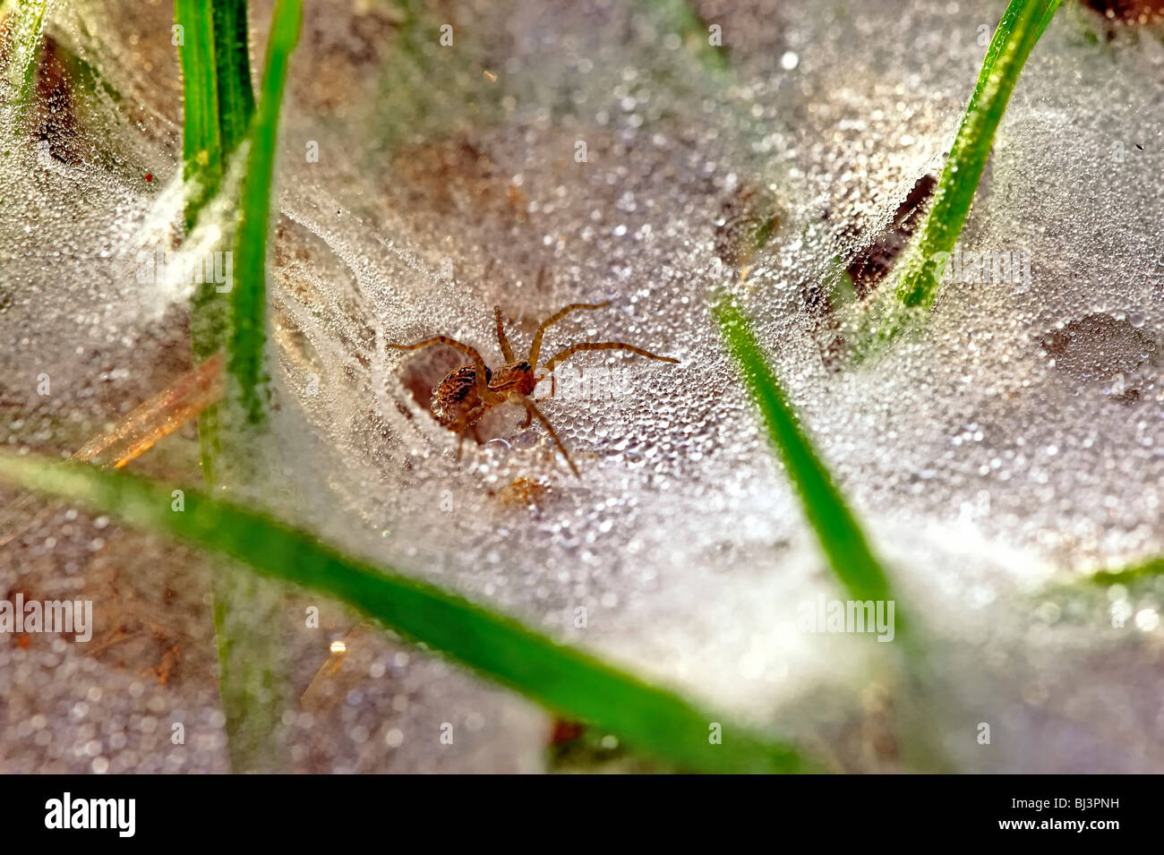 Loas Insects Laos Insects High Resolution Stock Photography and Images - Alamy