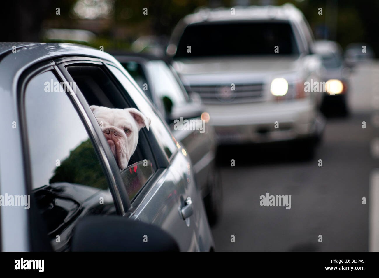 A bulldog looks and acts like a guard dog peering curiously out of a car window in traffic on a highway. Stock Photo