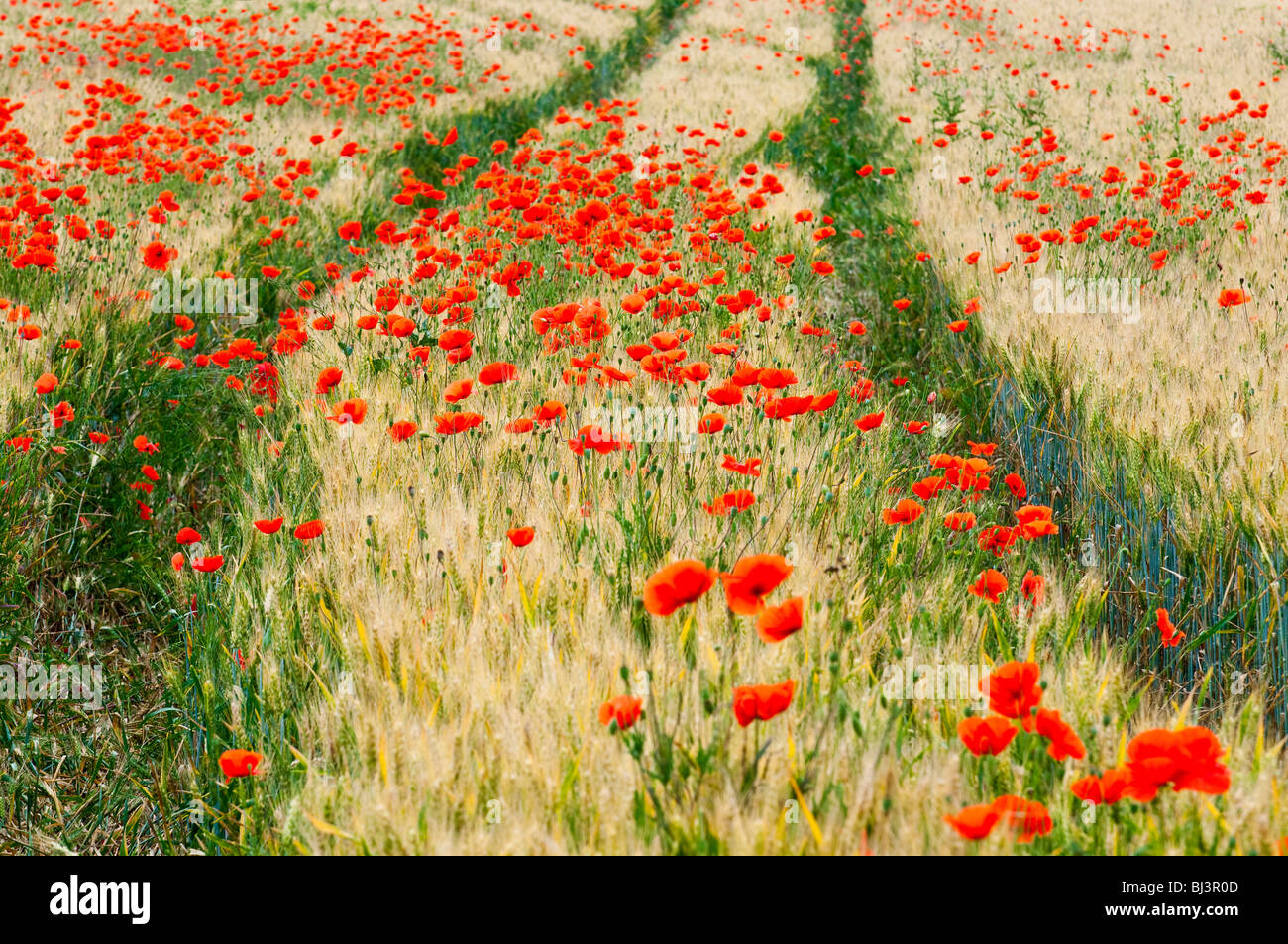 Swathe of Common Poppies in barley field - Indre-et-Loire, France. Stock Photo