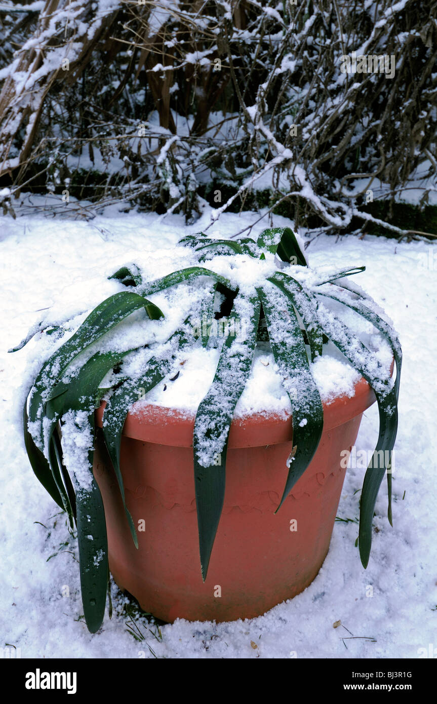 Agapanthus dead killed off garden pots plants cover covered blanketed