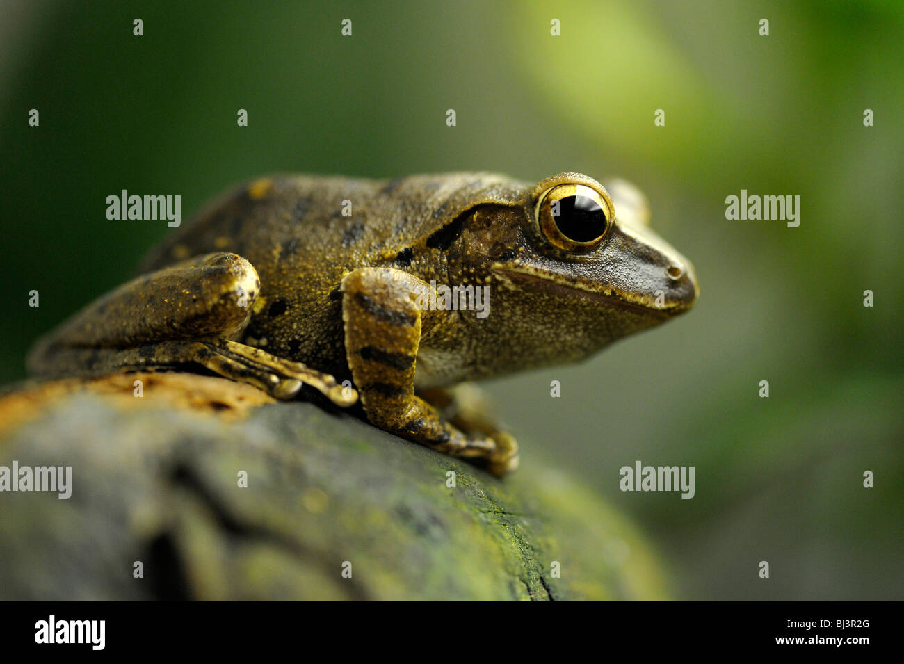 Common Tree Frog, Four-lined Tree Frog, or White-lipped Tree Frog (Polypedates leucomystax), Greater Sunda Islands, South East  Stock Photo