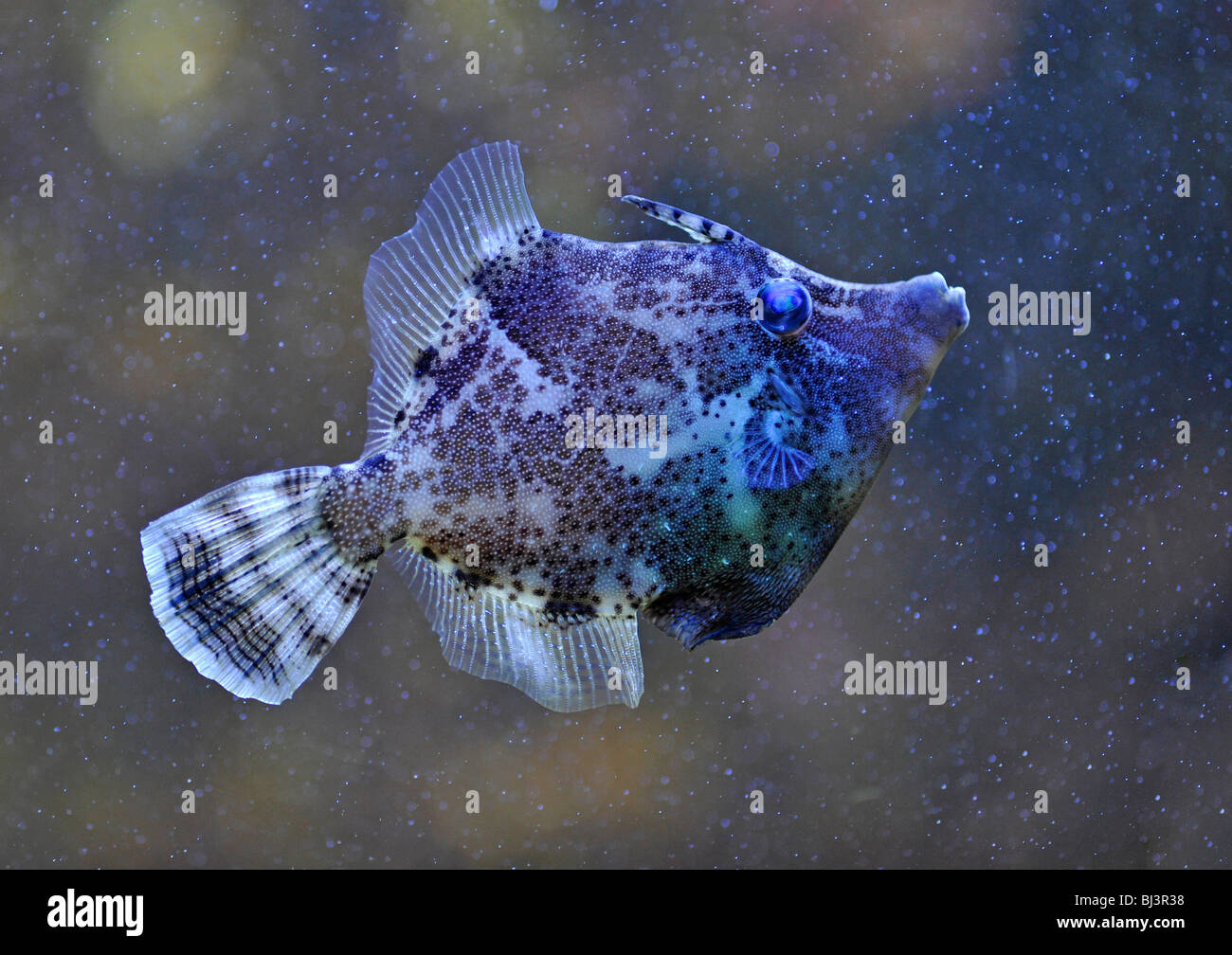 Fan-bellied filefish (Monacanthus chinensis), Pacific Ocean Stock Photo