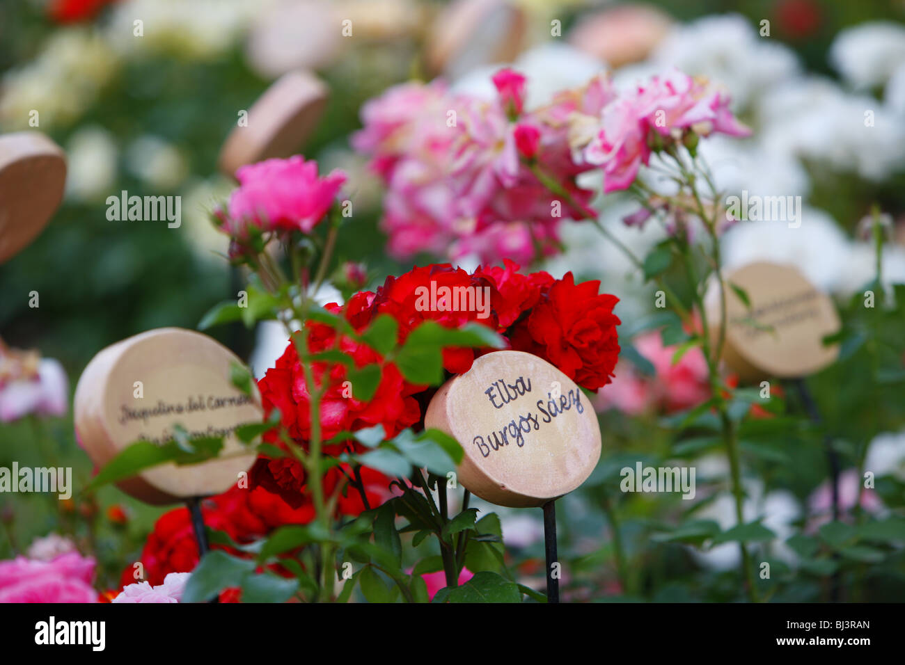 Flowers with memorial plaques, Villa Grimaldi, torture center, Santiago de Chile, Chile, South America Stock Photo