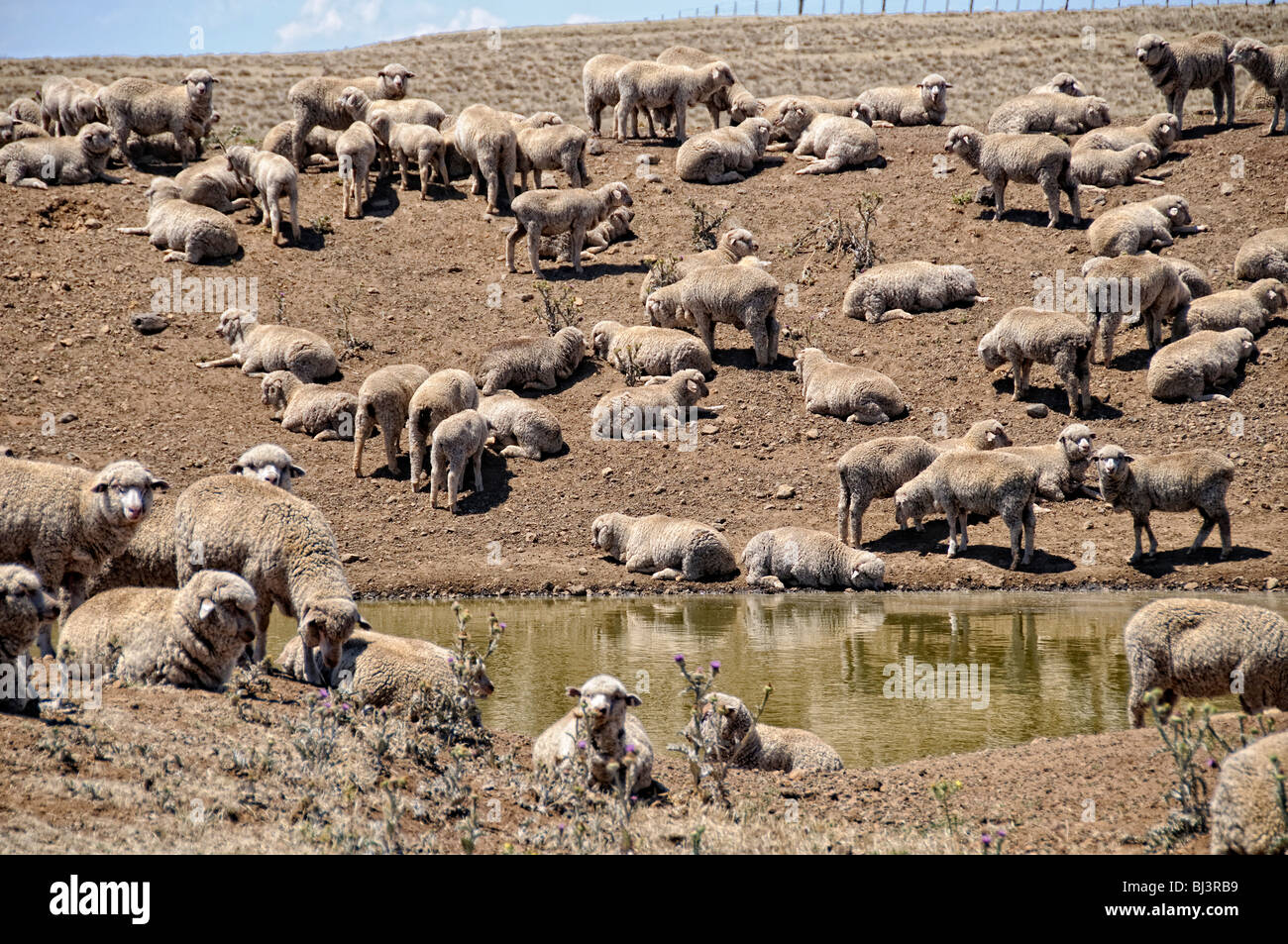 OUTBACK, Australia — Sheep graze on parched, barren land on a farm in drought-stricken rural Australia. The arid landscape, with its cracked earth and sparse vegetation, illustrates the harsh conditions faced by farmers and livestock in the Australian Outback during prolonged dry spells. Stock Photo