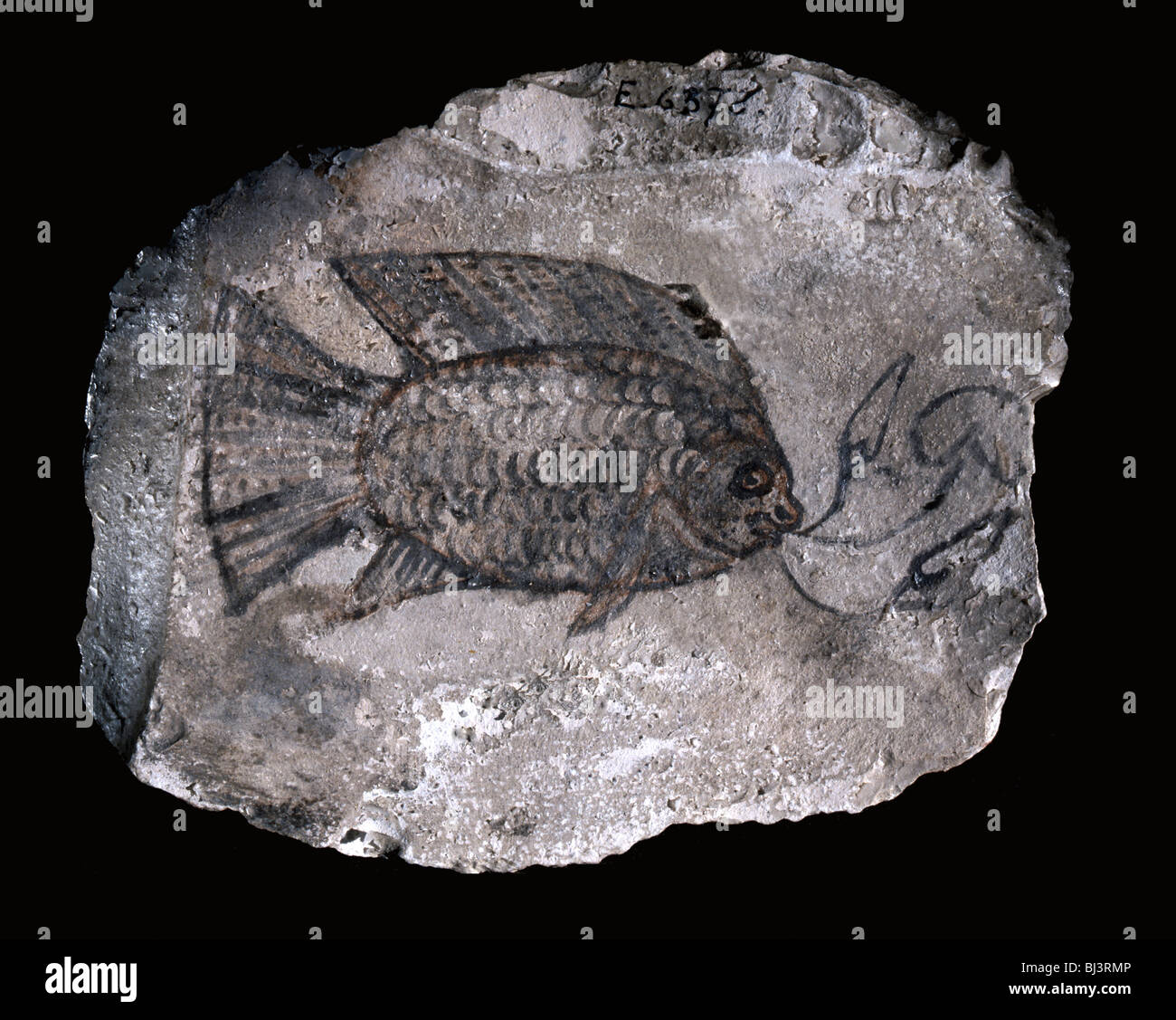 Ostracon with depiction of a fish, Ancient Egyptian, probably 19th