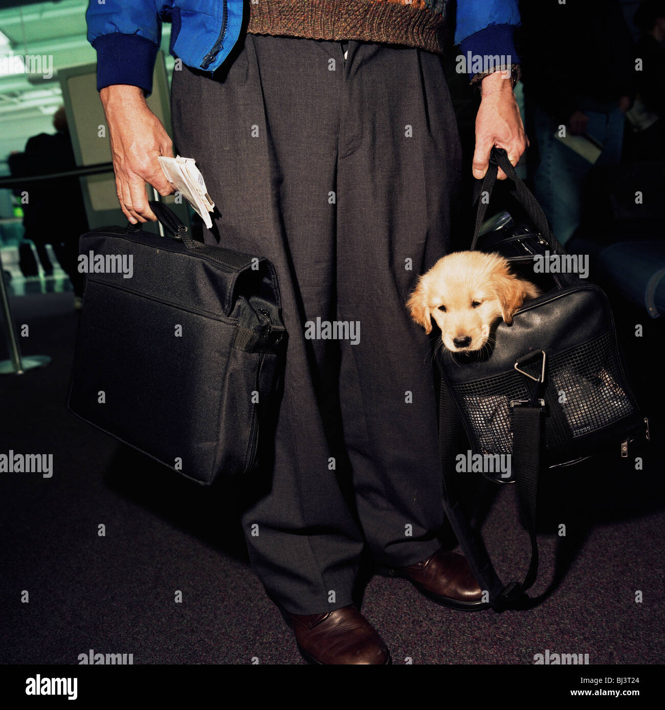 A male passenger from the waste down with a laptop computer in one hand and a Retriever puppy peering out from his owner's bag. Stock Photo