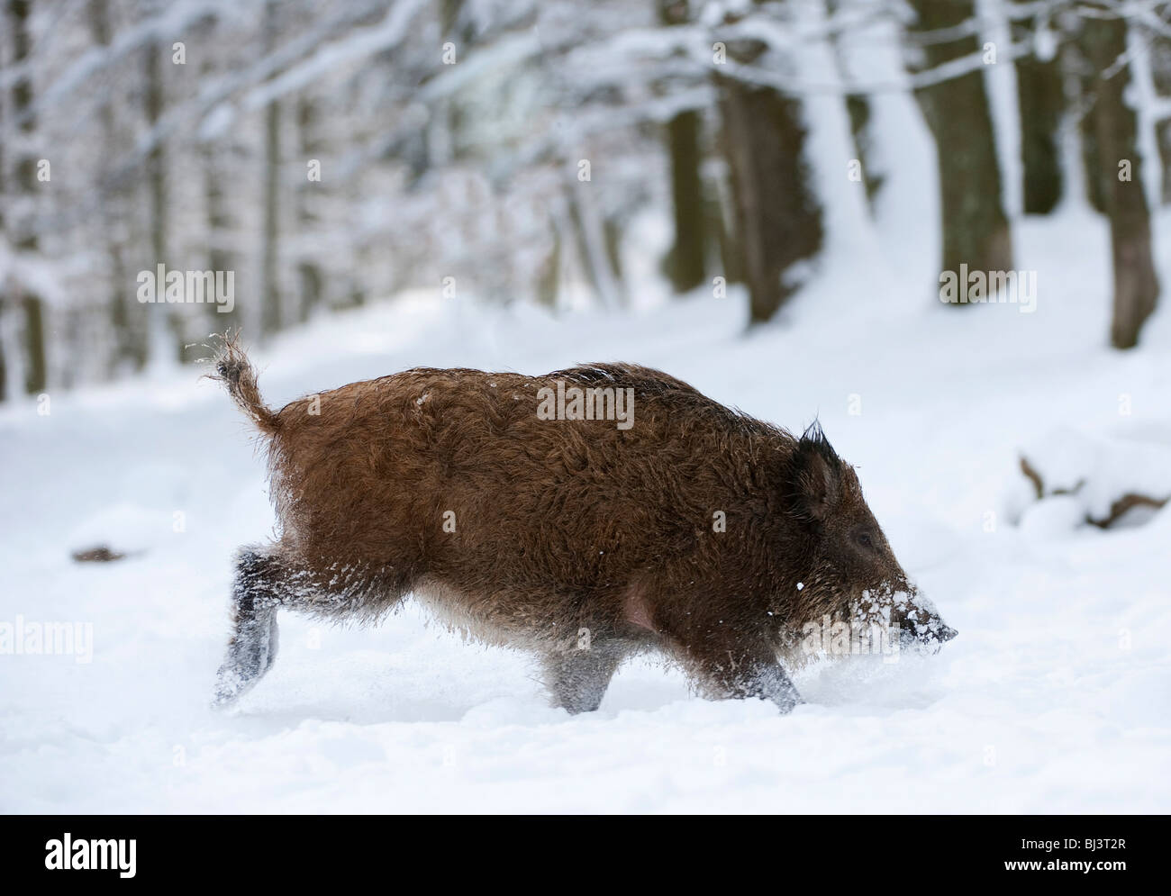 Schwein im wald hi-res stock photography and images - Alamy