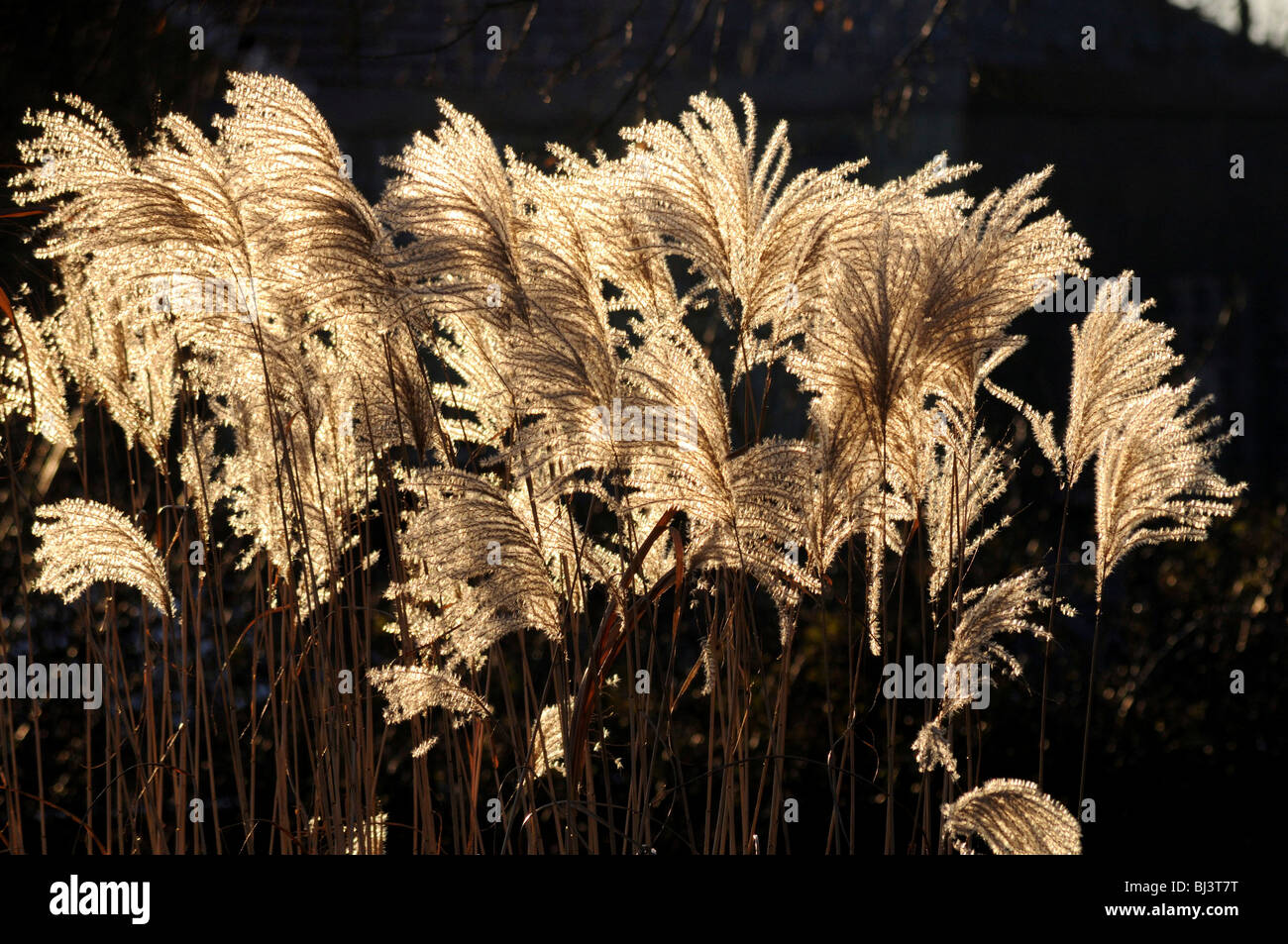 Silver grass (Miscanthus) Stock Photo