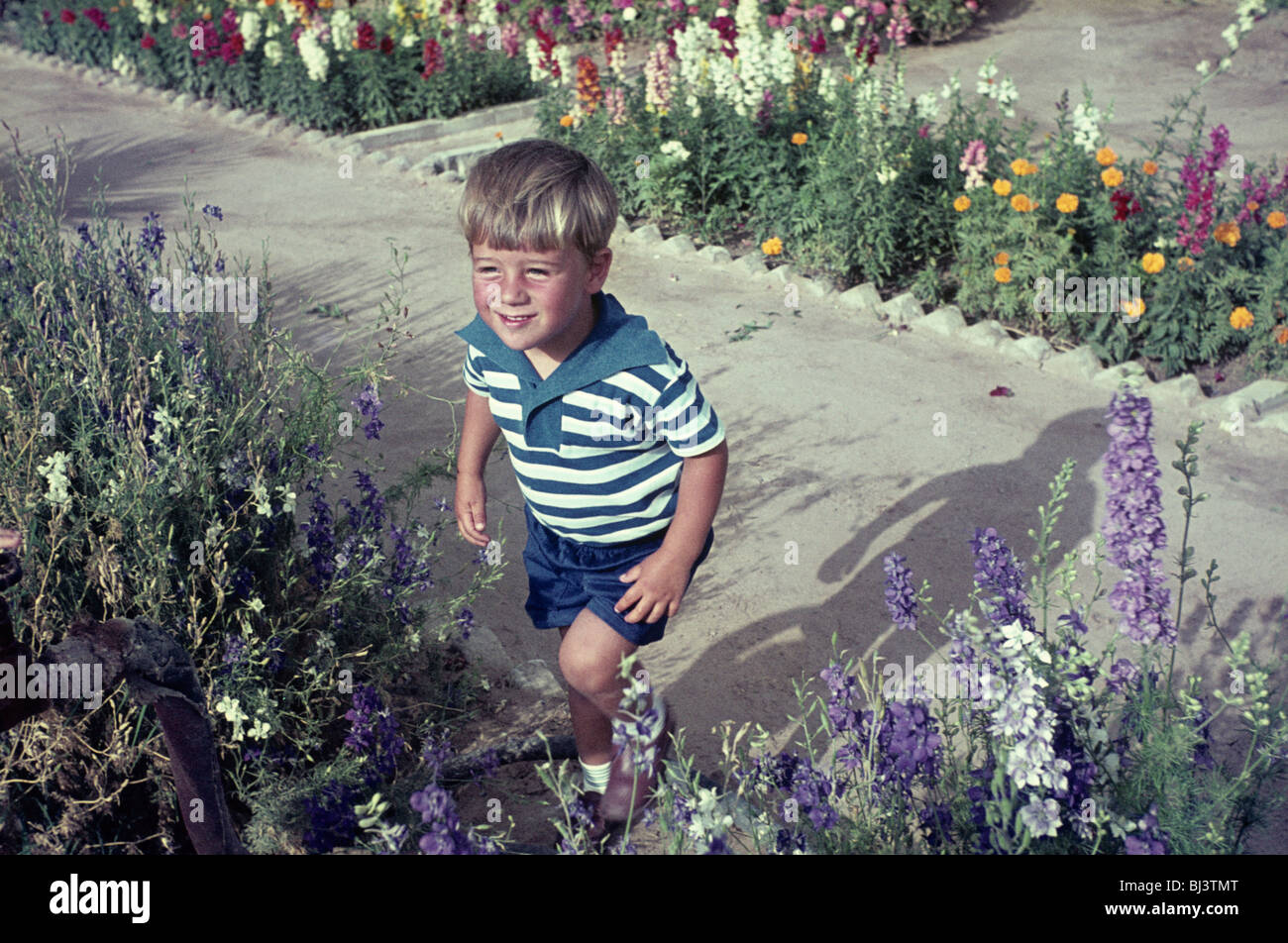 A young boy of about 5 years-old from the mid-sixties plays amongst lavender in his parents’ garden. Stock Photo
