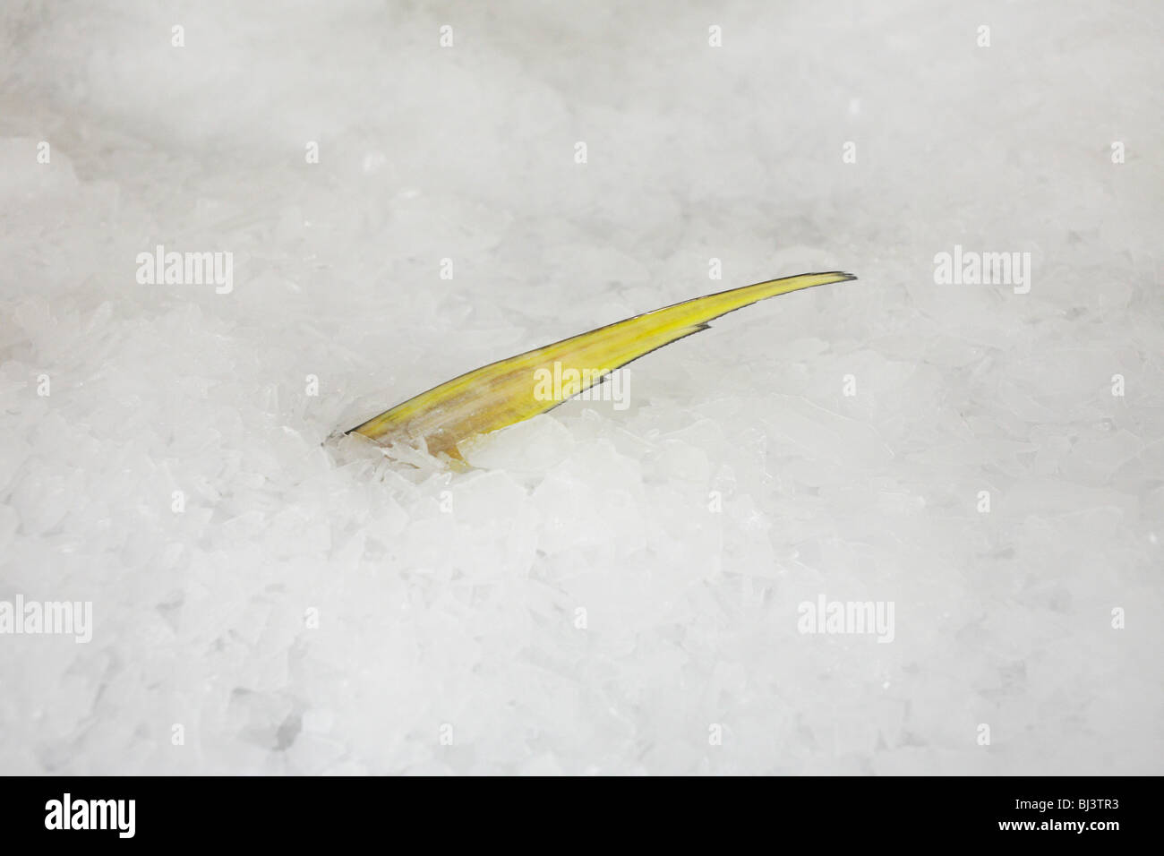 A tuna fish's sharp yellow fin protrudes from shredded ice at the Cyprea Marine Foods processing factory, Maldives. Stock Photo