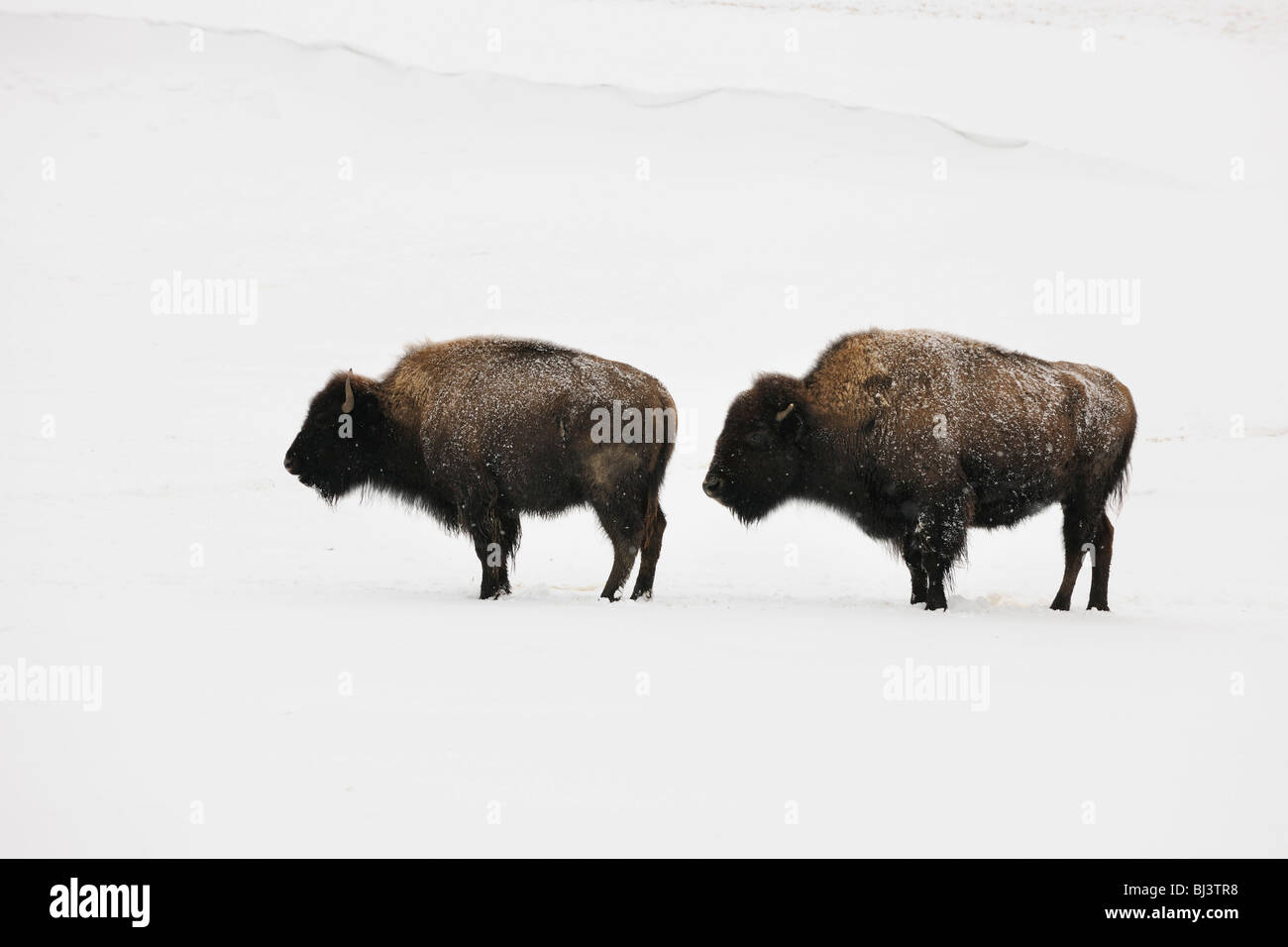 Snow covered face bison buffalo hi-res stock photography and images - Alamy