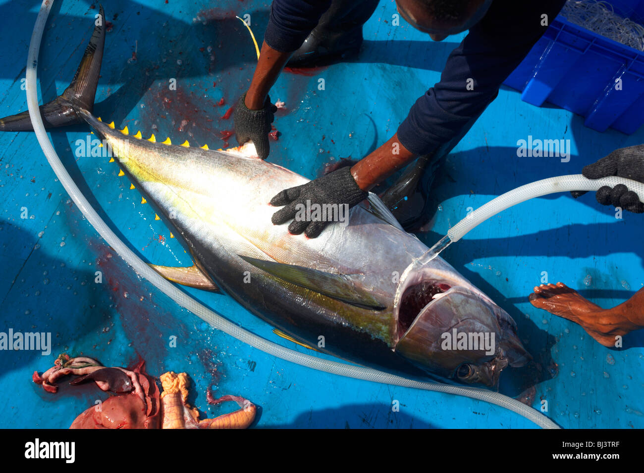 A yellow fin tuna is hosed down while dead on the floor of a dhoni boat in the Indian Ocean. Stock Photo