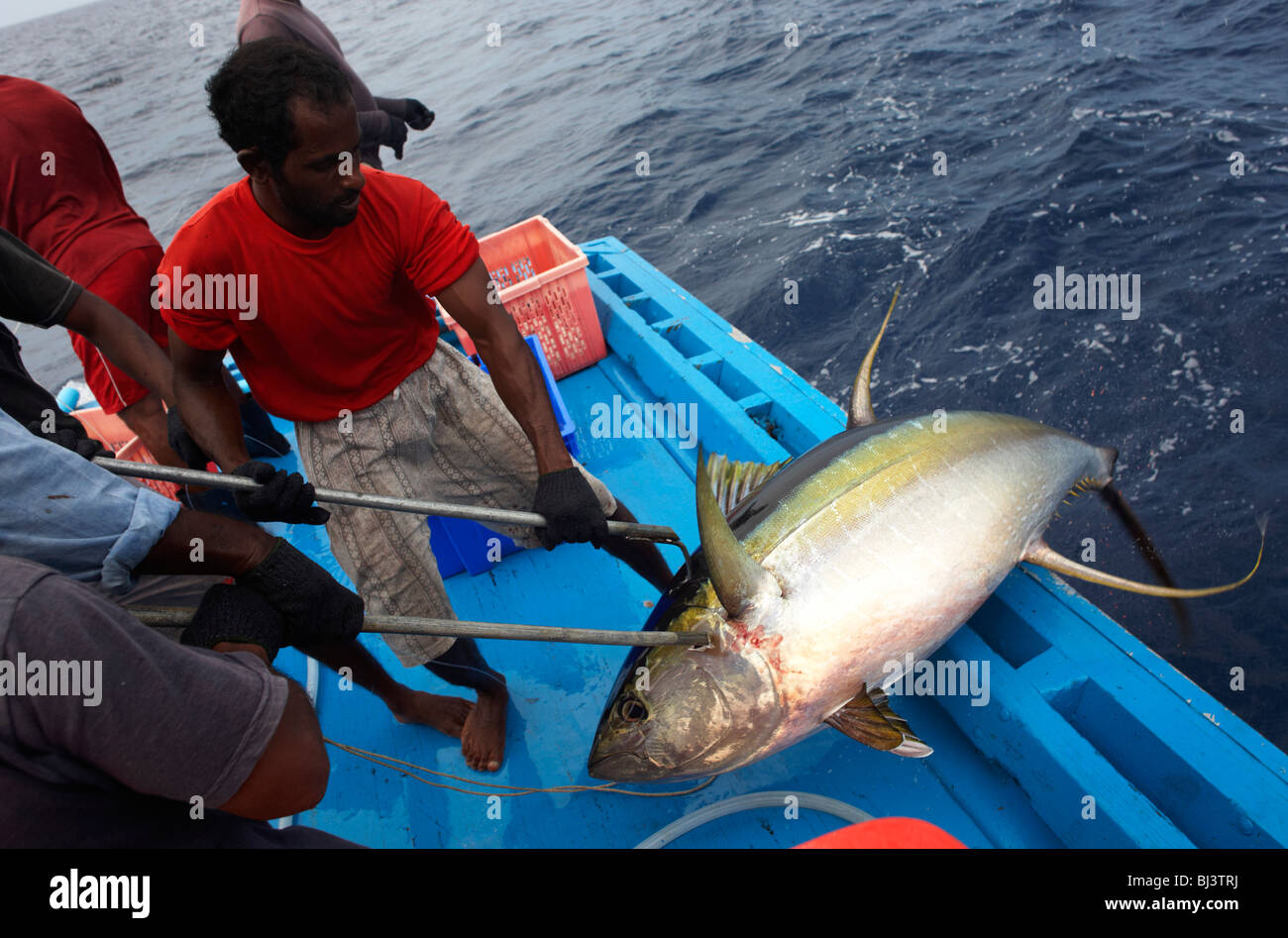 Fishermen from the Maldives haul aboard a yellow fin tuna to the deck of a dhoni boat in the Indian Ocean. Stock Photo