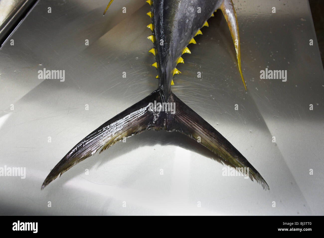 The tail and sharp barbs of a freshly-caught yellow fin tuna fish lies inert on a filleting table. Stock Photo
