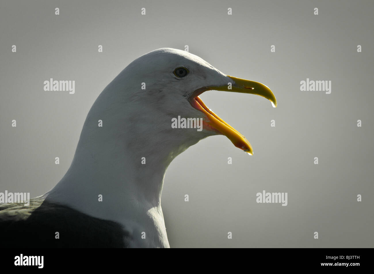 A seagull with an open mouth beak. Stock Photo