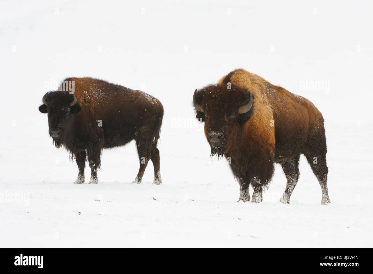 American bisons (Bison bison) in winter Stock Photo - Alamy