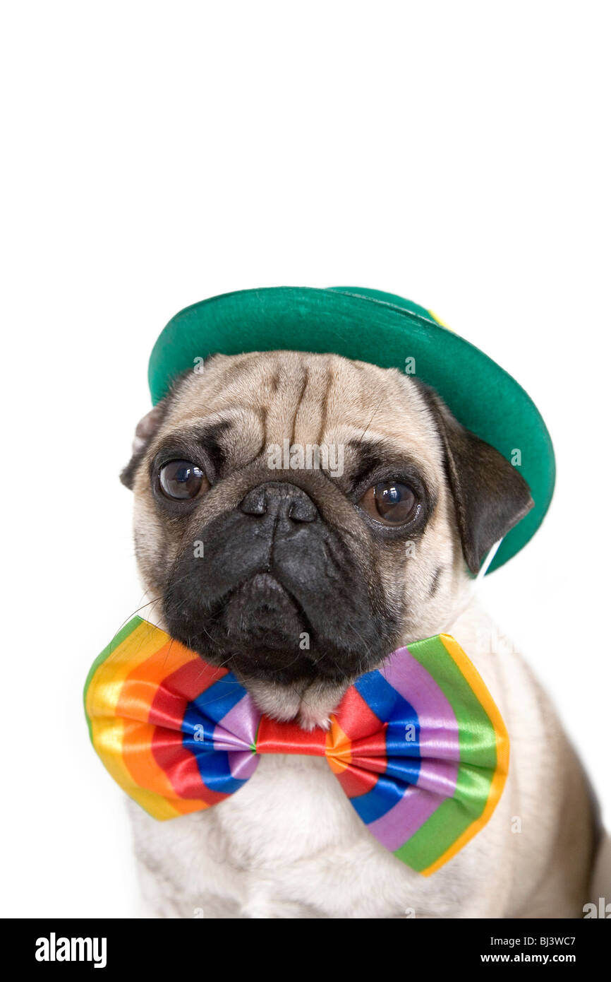 Young pug with a green hat and a colorful bow tie Stock Photo - Alamy
