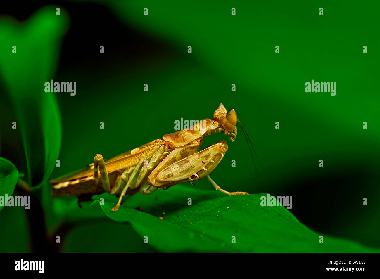 Loas Insects Insects of the jungle of Laos Stock Photo - Alamy