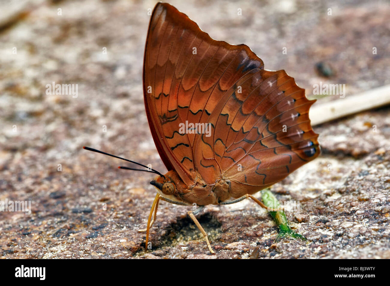 Butterflies jungles of Laos TAWNY RAJAH (CHARAXES BERNARDUS CREPAX