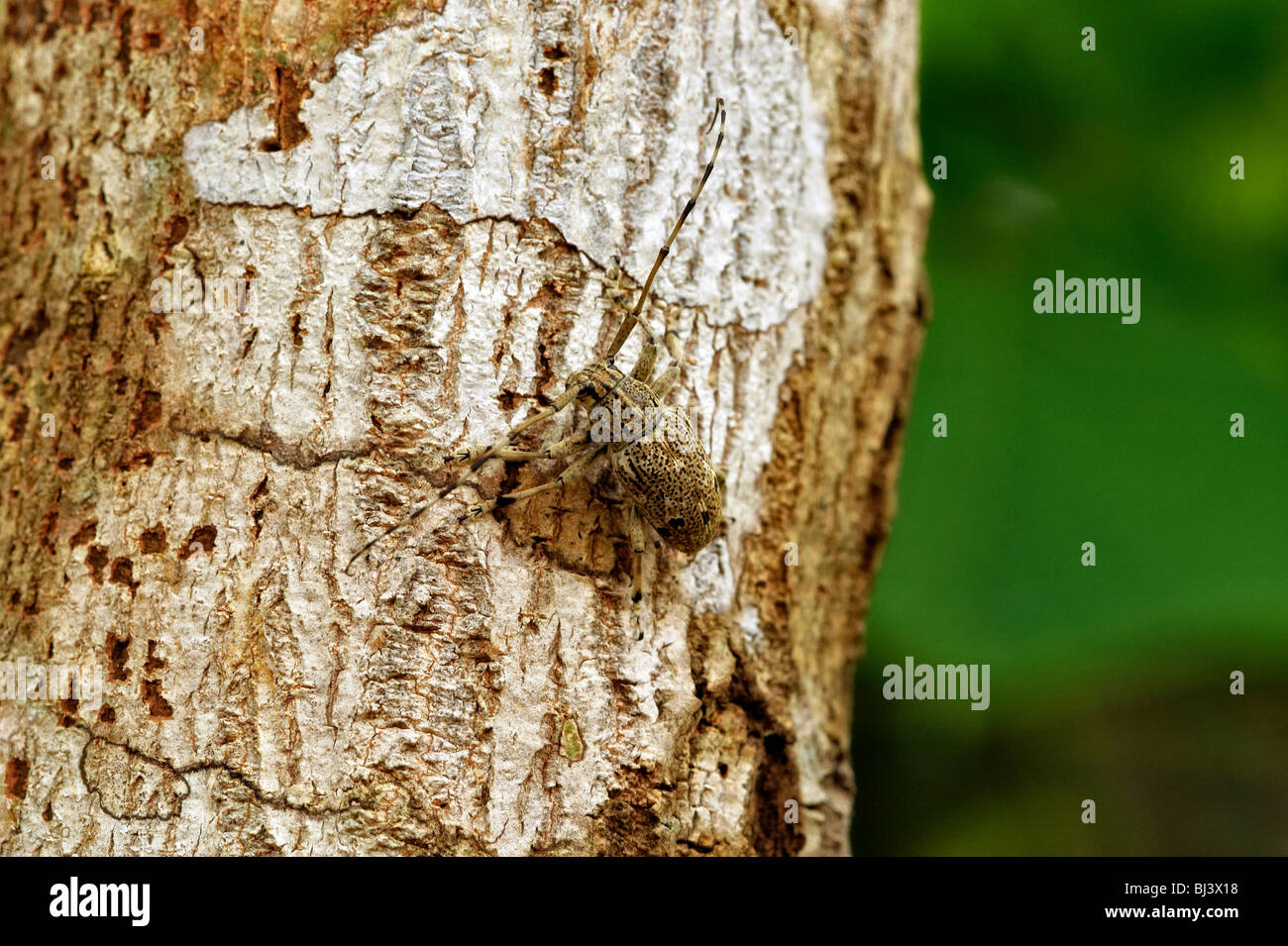 Loas Insects Insects jungles of Laos Stock Photo - Alamy