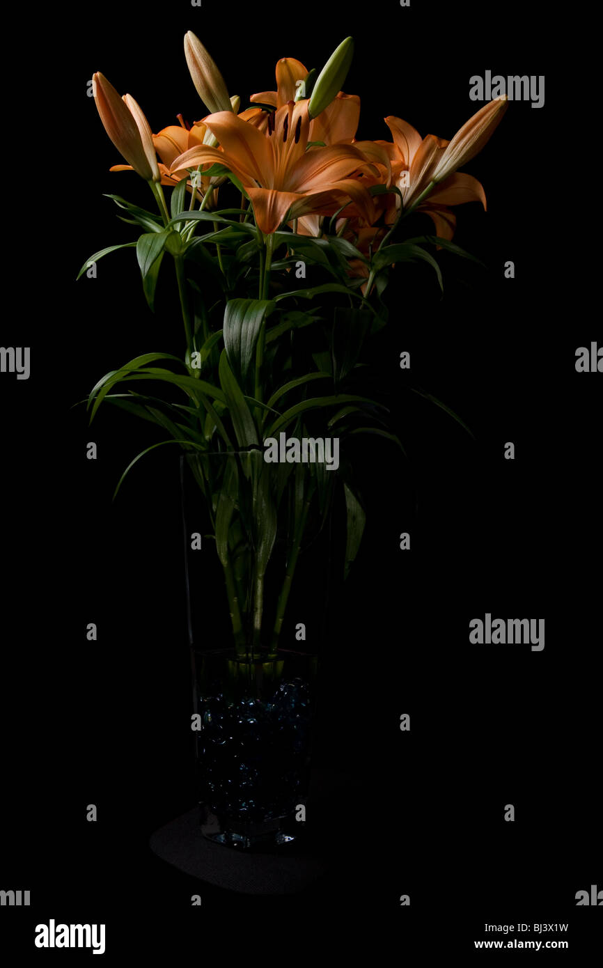 Tiger lily hires stock photography and images Alamy