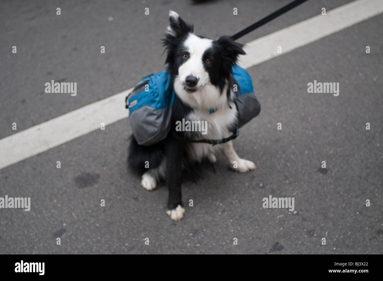A dog with a back pack. Stock Photo