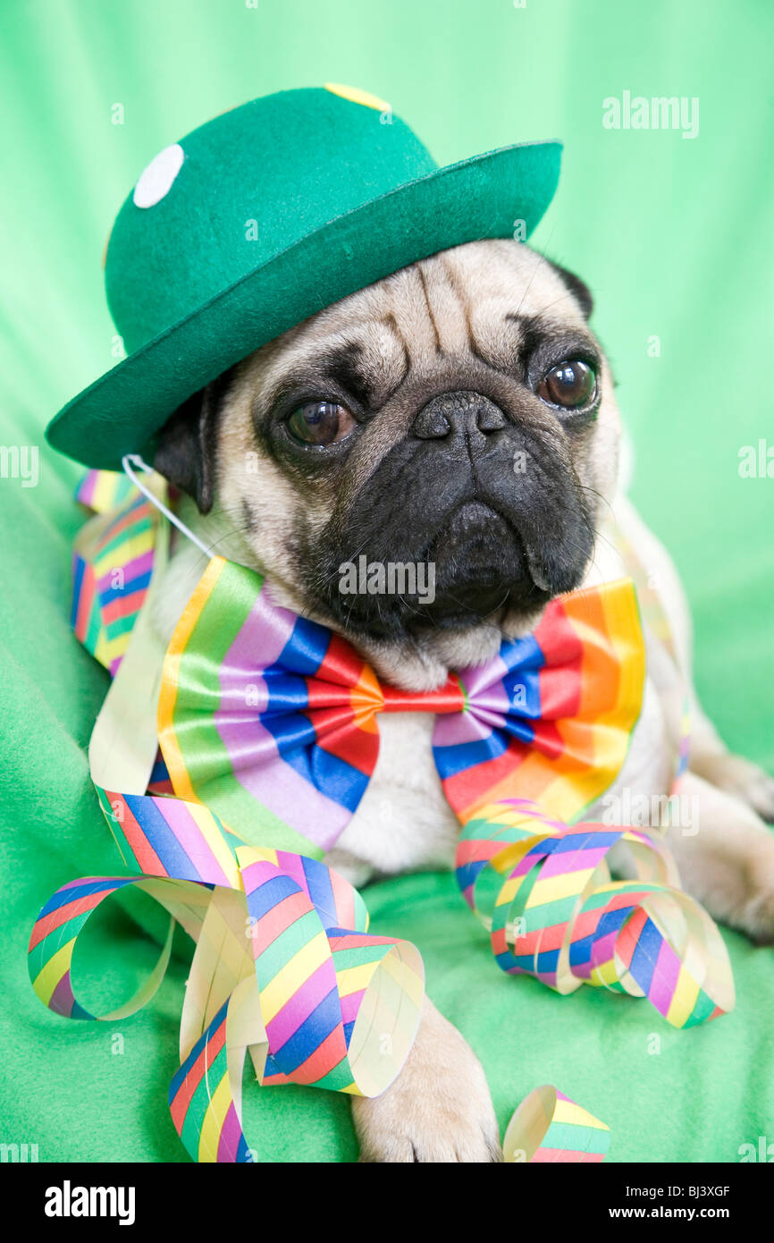 Young pug with a green hat, a colorful bow tie and streamers Stock ...