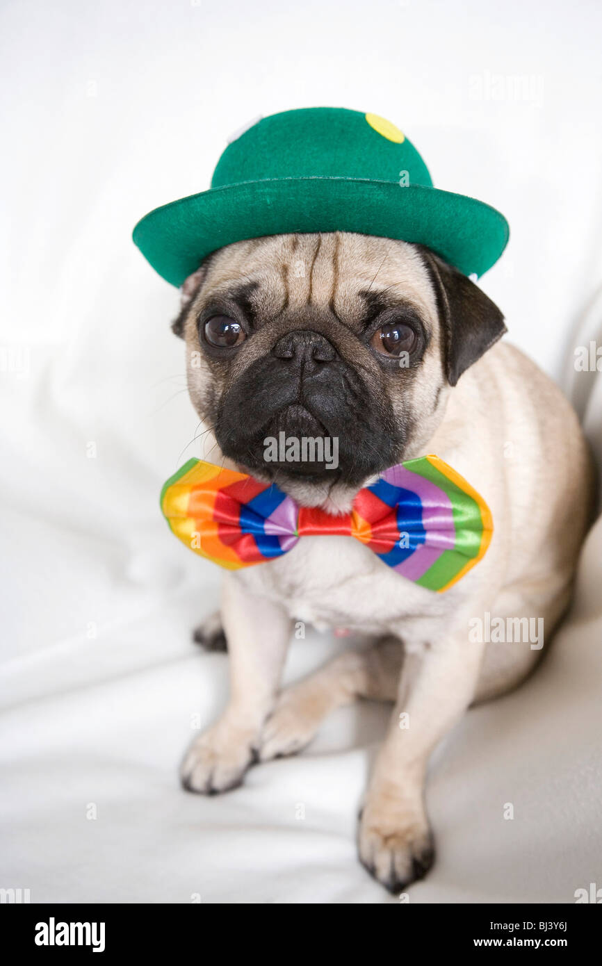 Young pug with a green hat and a colorful bow tie Stock Photo - Alamy