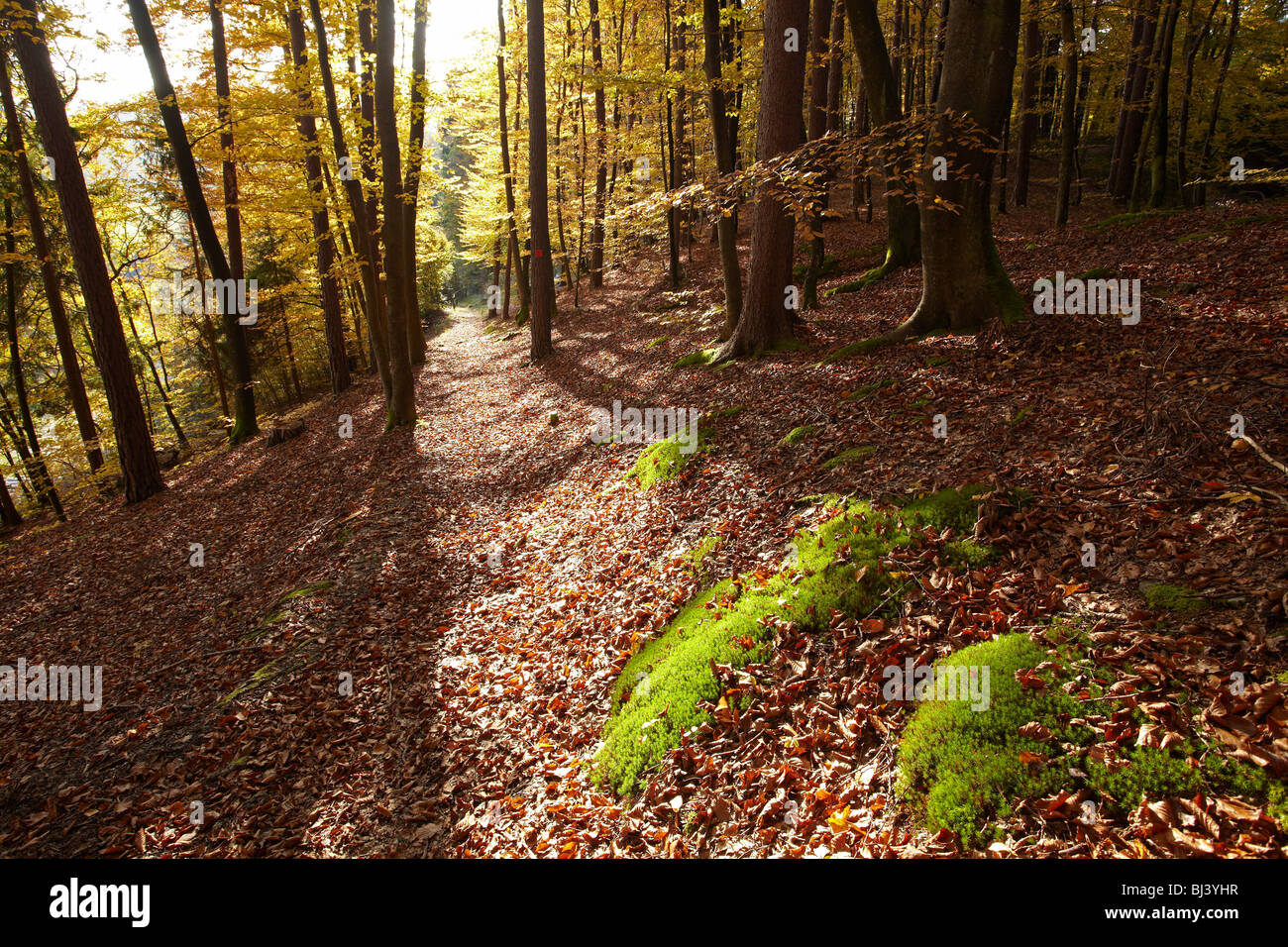 Deciduous forest, St. Margarethen, Reifnitz, Pyramidenkogel mountain, Carinthia, Austria, Europe Stock Photo