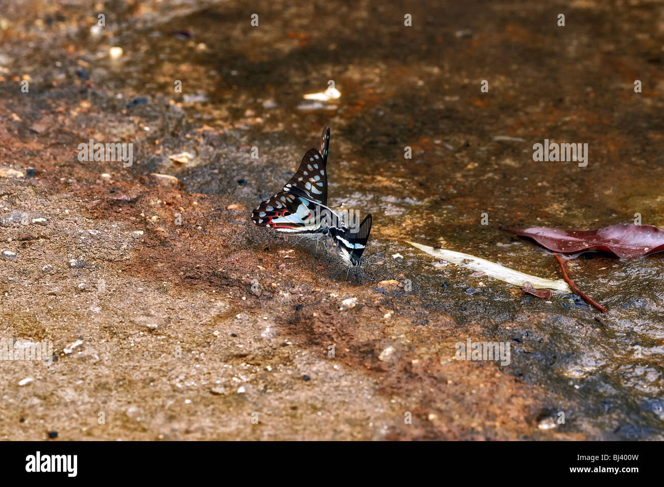 Butterflies jungles of Laos Stock Photo Alamy