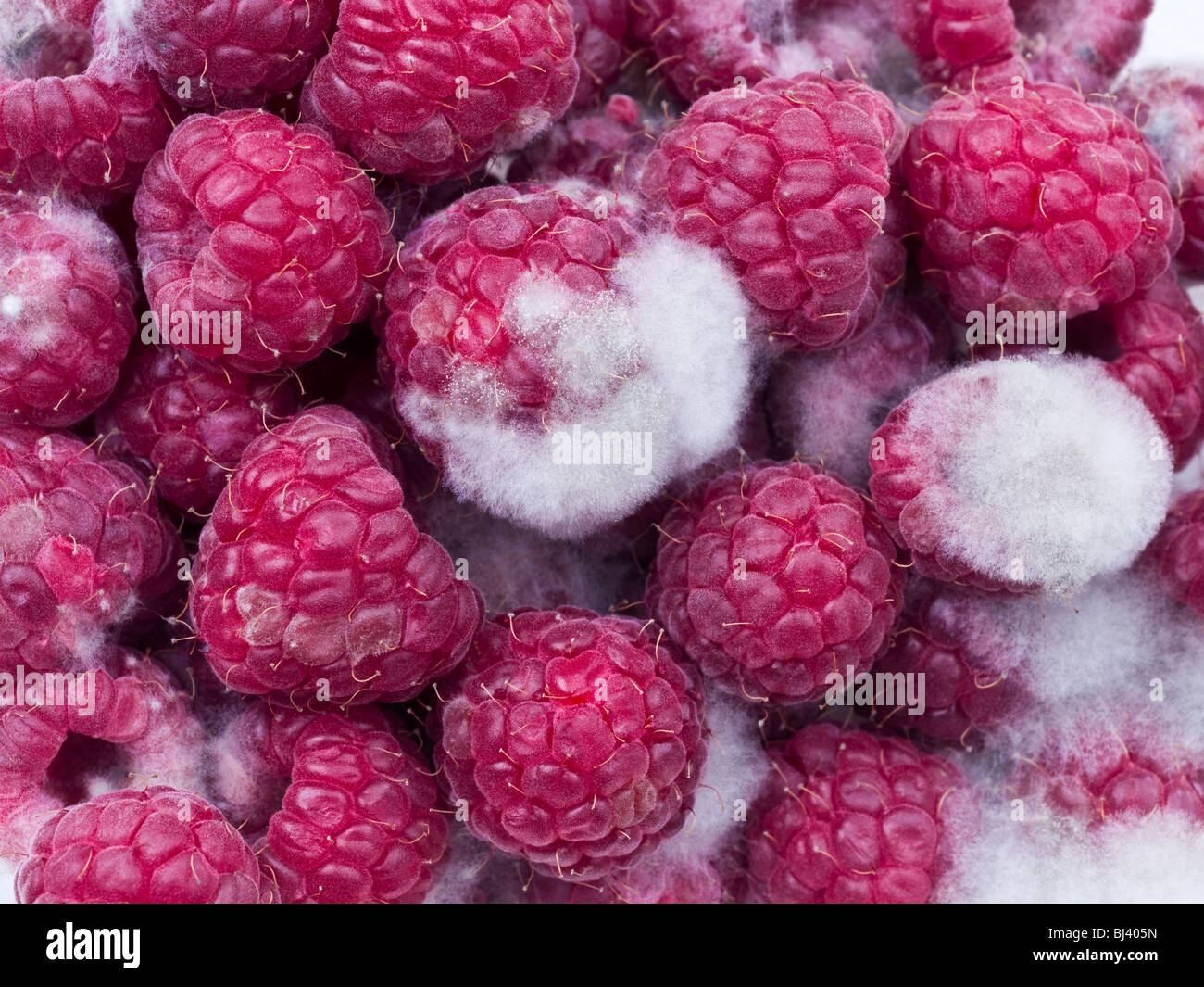 Mouldy raspberries - France. Stock Photo