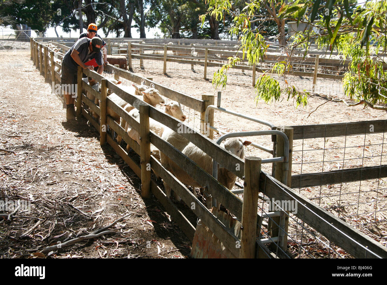 Sheep farming on Kangaroo Island, South Australia, Australia Stock Photo