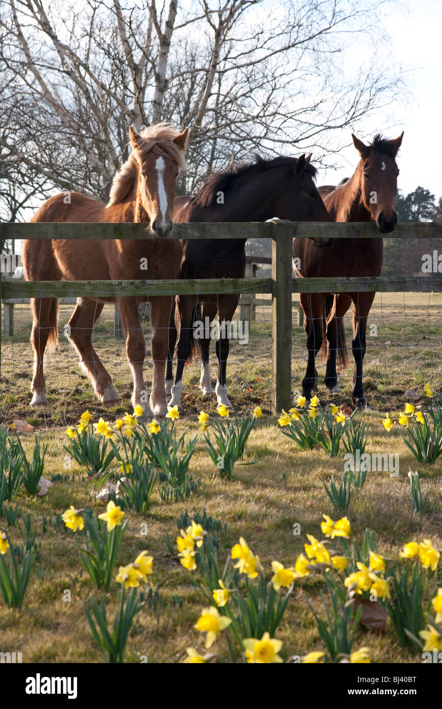 Three horses in field Blarney Castle grounds Ireland Stock Photo