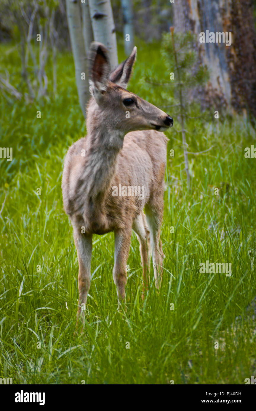 California whitetail deer. Stock Photo