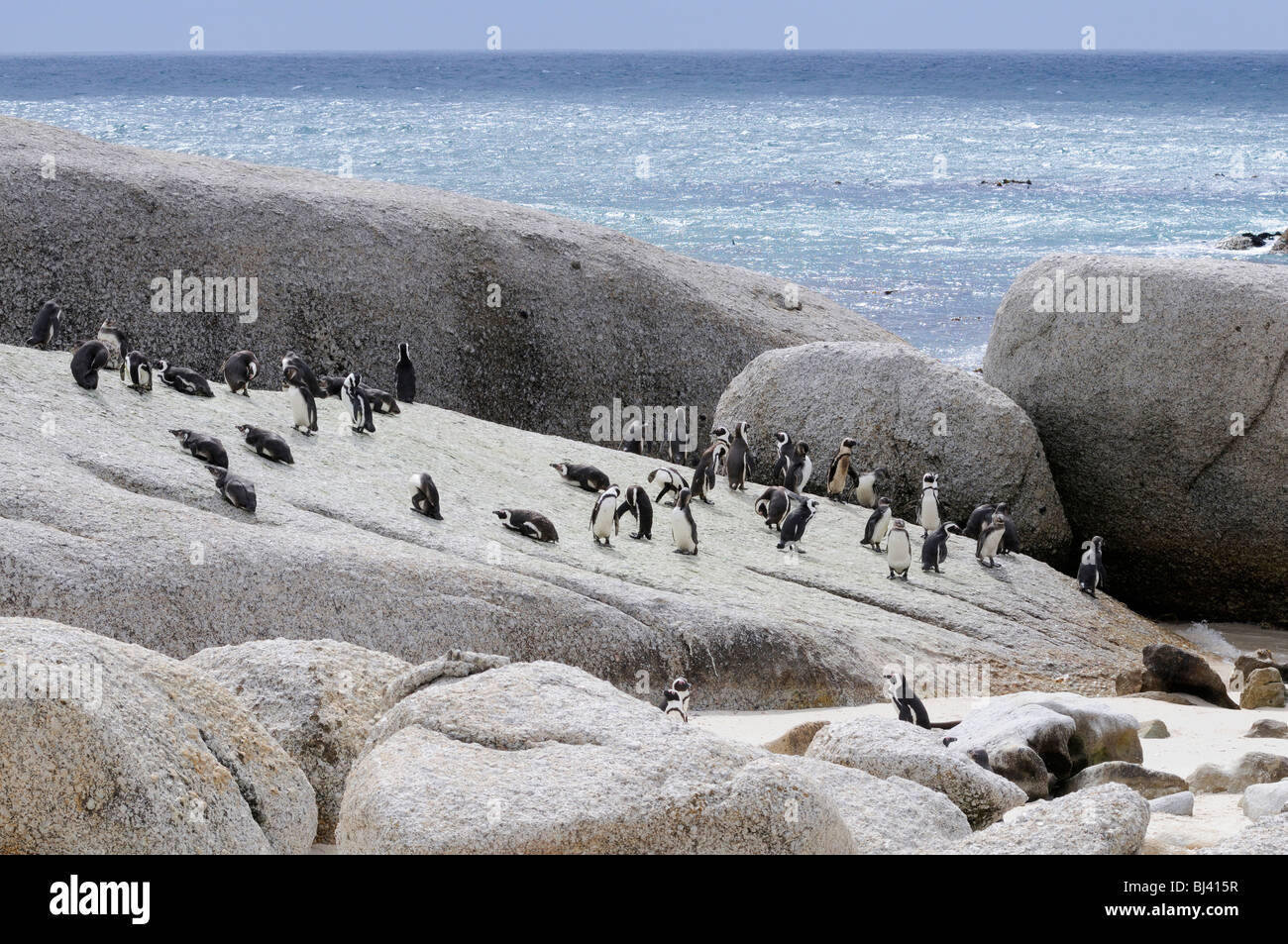 African Penguins (Spheniscus demersus), Boulders Beach, Simon's Town, Cape Province, South Africa, Africa Stock Photo