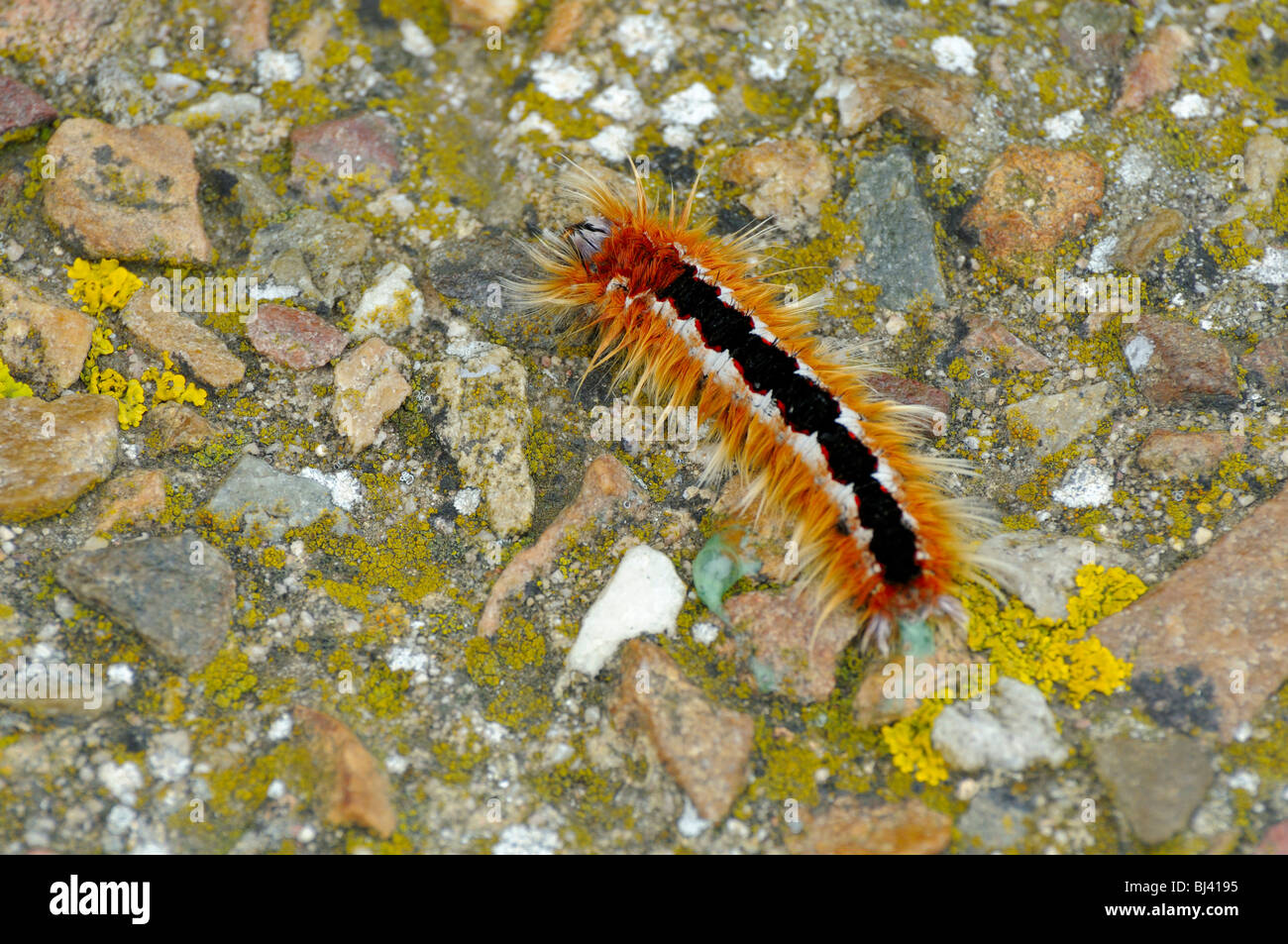 Caterpillar, Cape Point, Cape of Good Hope, Cape Province, South Africa,  Africa Stock Photo - Alamy