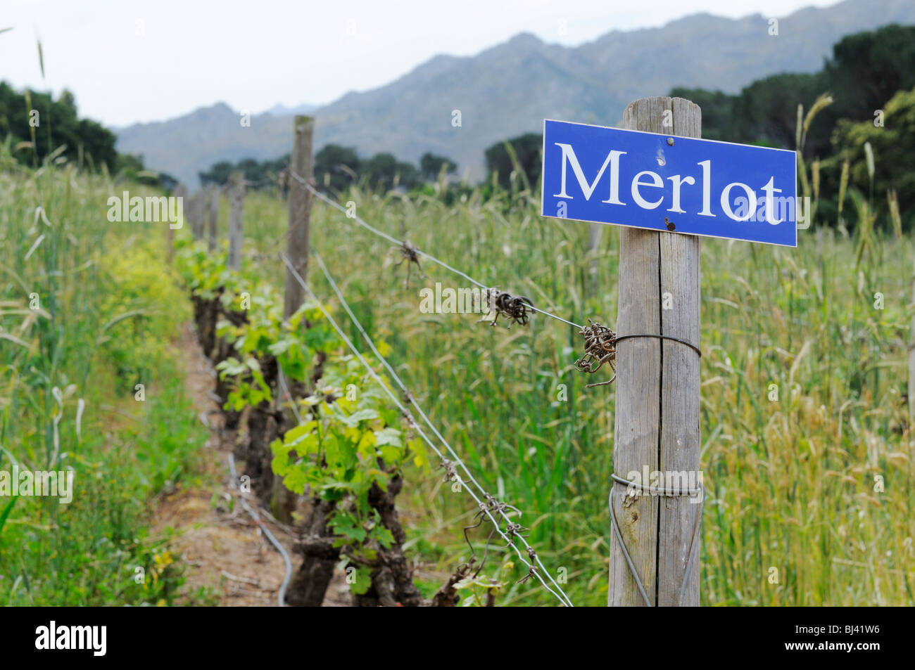 Merlot grapevines, Rickety Bridge, Franschhoek, Western Cape Province, South Africa, Africa Stock Photo