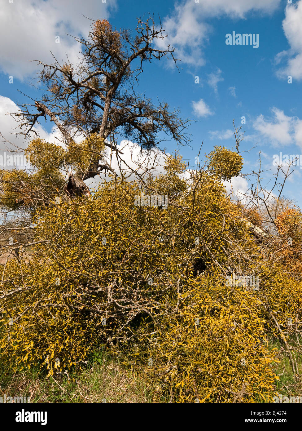 Old Apple tree snapped by Mistletoe growth - sud-Touraine, France. Stock Photo