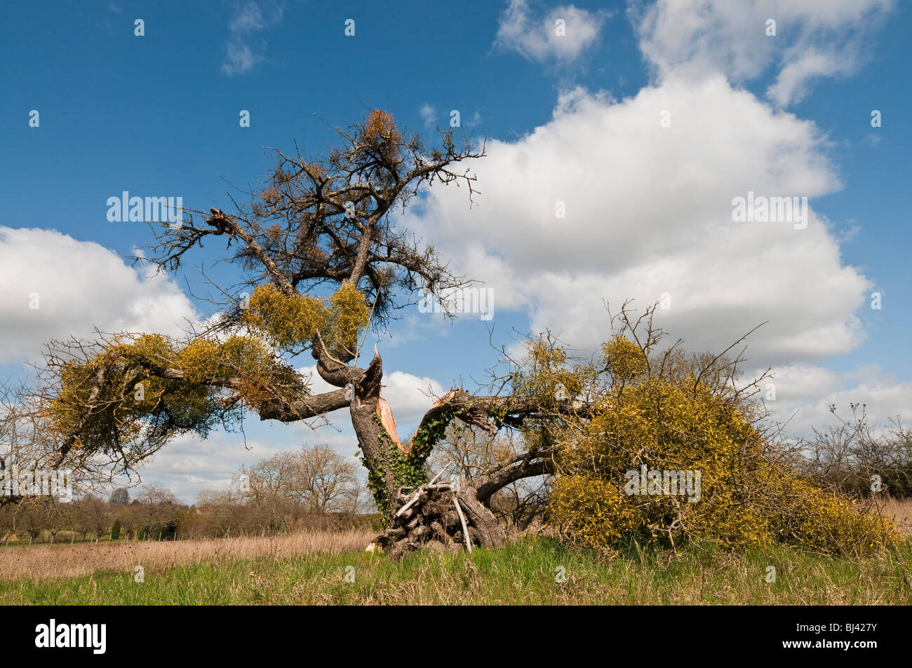 Old Apple tree snapped by Mistletoe growth - sud-Touraine, France. Stock Photo
