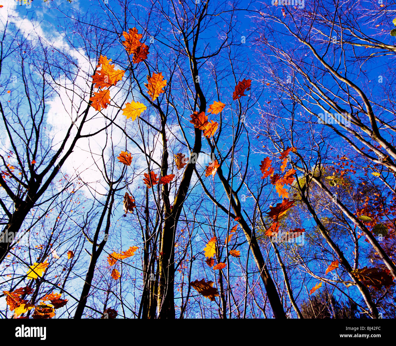 Remains of colourful autumn leaves in a forest Stock Photo - Alamy