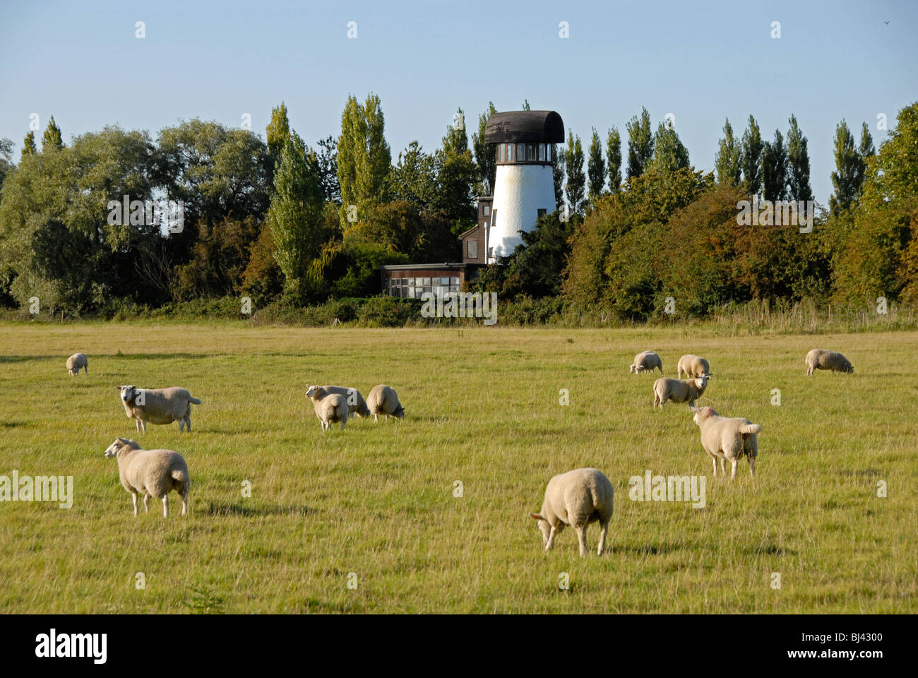 Sheep in field with disused windmill beyond, converted to house and holiday lets Stock Photo