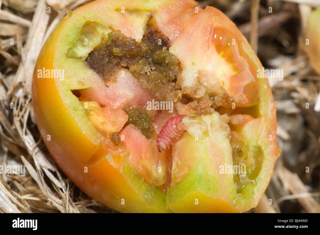 Tomatoe / tomato Helios species fruitworm destroying the inside of a perfectly good tomato / tomatoe Stock Photo