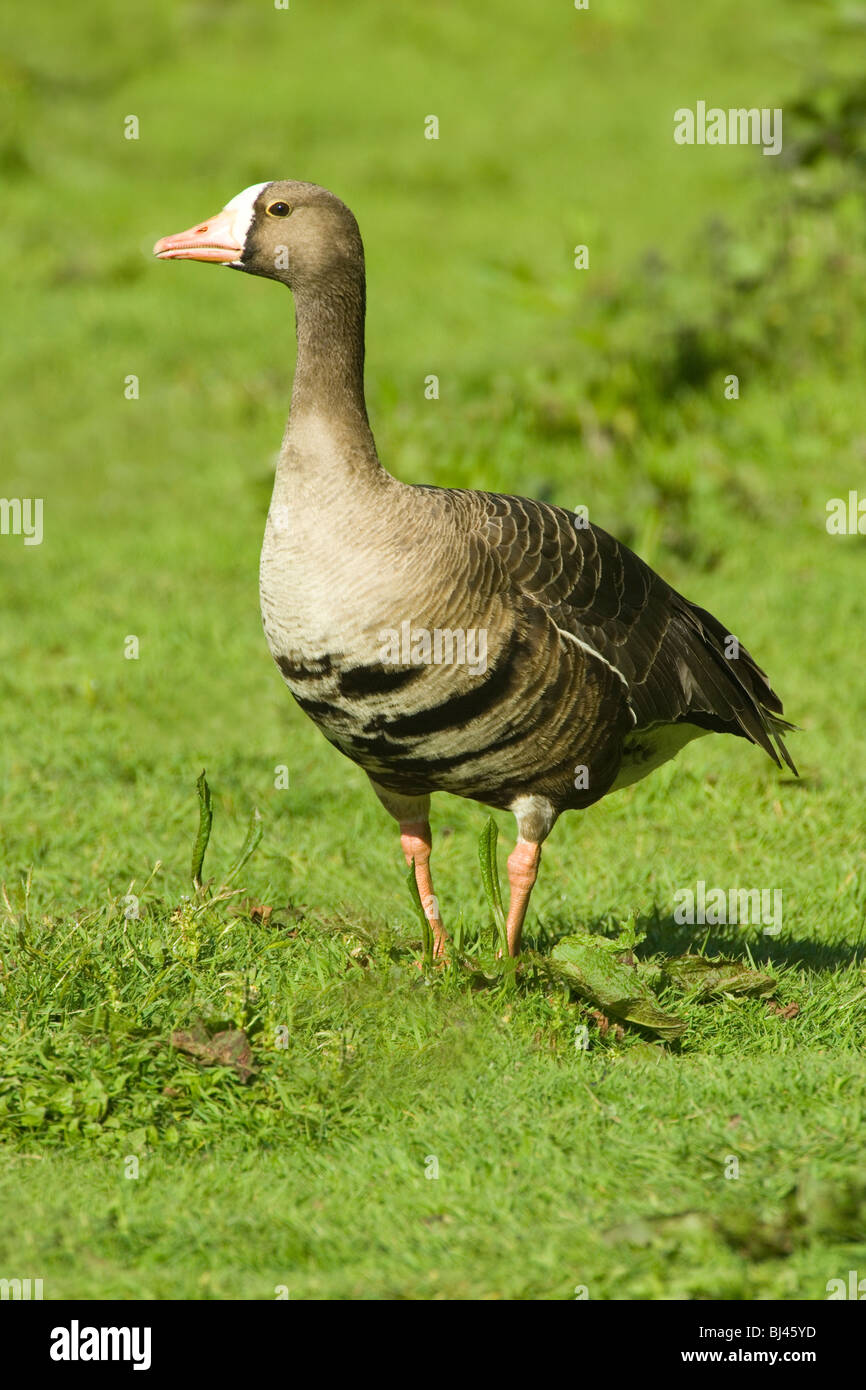 Pacific White-fronted Goose (Anser albifrons frontalis). Stock Photo