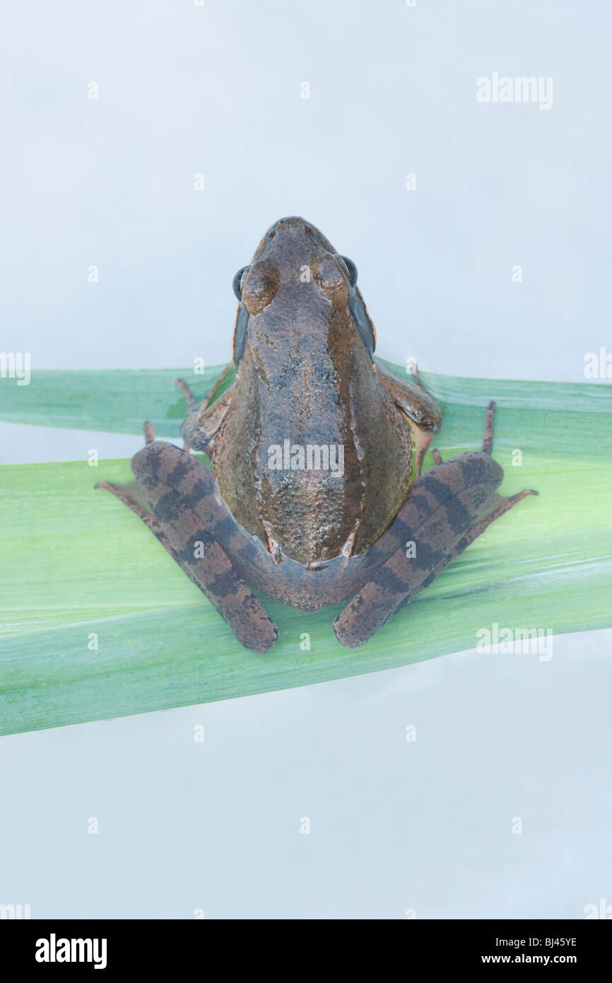 Agile Frog (Rana dalmatina). Subject of captive breeding, rearing , release, Jersey, Channel Islands. Durrel Trust (Zoo). Stock Photo