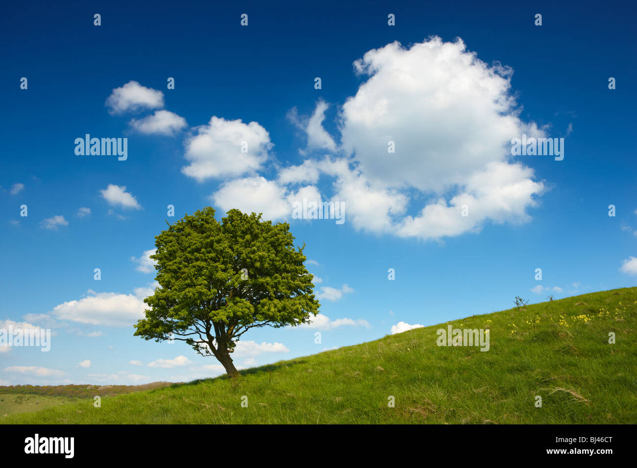 Lone tree on a hilltop in the Buckinghamshire countryside Stock Photo