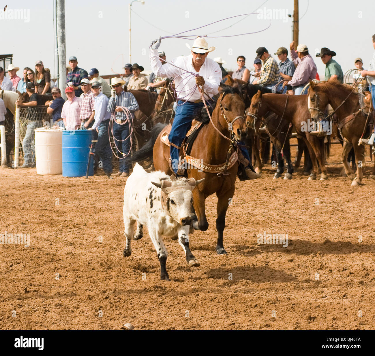 a cowboy competes in the tie-down roping event at a rodeo Stock Photo ...