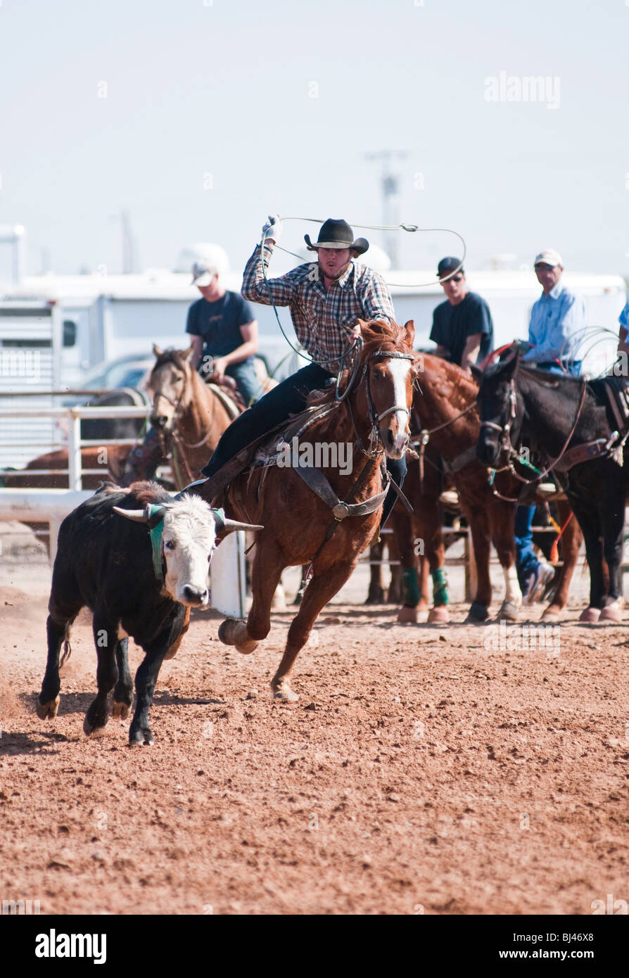 a cowboy competes in the tiedown roping event at a rodeo Stock Photo
